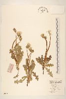 藏品(蒲公英)的圖片