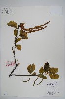 藏品(亮葉樺)的圖片