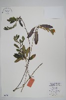 藏品(梓木草)的圖片