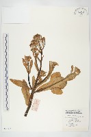 藏品(高麗菜)的圖片