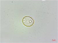 藏品(伏毛樓梯草)的圖片