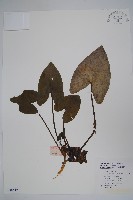 藏品(皺花細辛)的圖片