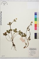 藏品(辣子草、揚子毛茛)的圖片