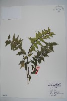 藏品(貓兒刺)的圖片