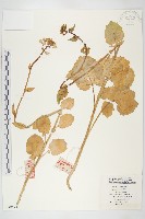 藏品(歐洲油菜)的圖片