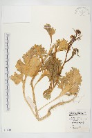 藏品(芥菜)的圖片