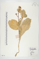 藏品(小白菜、不結球白菜)的圖片