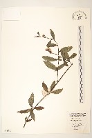 藏品(紫毛千里光)的圖片