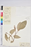 藏品(毛花點草)的圖片