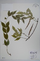 藏品(青蛇藤)的圖片