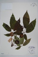 藏品(狹葉鵝掌柴)的圖片