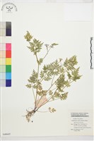 藏品(還亮草)的圖片