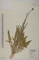 藏品(矢車菊)的圖片