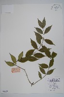 藏品(青蛇藤)的圖片