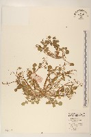 藏品(稻槎菜)的圖片
