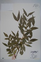 藏品(桃葉黃楊)的圖片