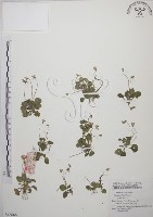 藏品(短毛堇菜)的圖片