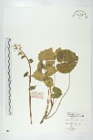 藏品(山俞菜)的圖片