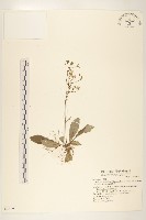 藏品(刀傷草)的圖片