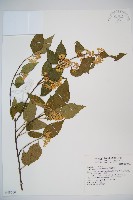 藏品(呂宋莢迷)的圖片