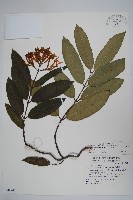 藏品(大錦蘭)的圖片