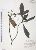 藏品(九節木、牛屎烏、青龍吐霧)的圖片