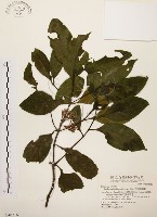 藏品(茜草樹)的圖片