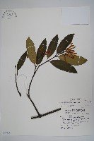 藏品(大錦蘭)的圖片