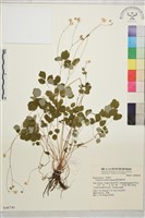 藏品(傅氏唐松草)的圖片