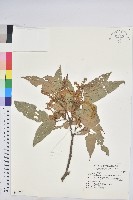 藏品(粗糠柴)的圖片