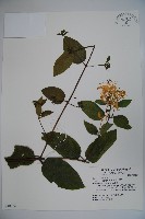 藏品(裡白忍冬、紅腺忍冬)的圖片