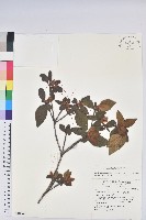 藏品(金毛杜鵑)的圖片