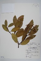 藏品(山寶鐸花)的圖片