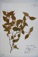 藏品(呂宋莢迷)的圖片