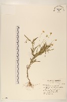 藏品(雞兒腸)的圖片