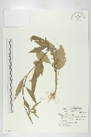 藏品(葶藶)的圖片