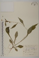 藏品(暗花金挖耳)的圖片