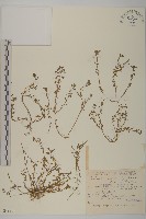 藏品(石胡荽、吐金草)的圖片