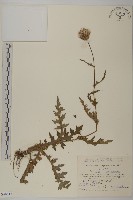 藏品(小薊)的圖片