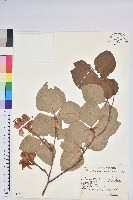 藏品(阿馬基山杜鵑花)的圖片