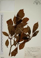 藏品(昆欄樹)的圖片