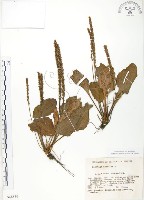 藏品(車前草)的圖片