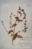 藏品(牧根草)的圖片