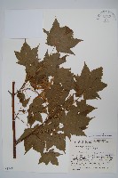 藏品(銳齒槭)的圖片