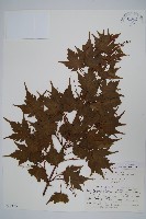 藏品(塔槭)的圖片