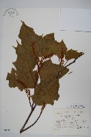 藏品(細柄槭)的圖片