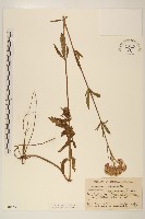 藏品(林氏澤蘭)的圖片