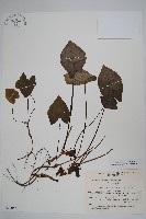 藏品(杜衡)的圖片