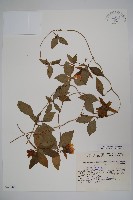 藏品(羊乳、四葉參)的圖片