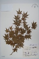 藏品(雞爪槭)的圖片